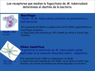 Los receptores que median la fagocitosis deLos receptores que median la fagocitosis de M. tuberculosisM. tuberculosis
determinan el destino de la bacteriadeterminan el destino de la bacteria
MacrófagosMacrófagos
“Nicho” de M. tuberculosis; permiten su persistencia y
multiplicación
Alta expresión del ManR en comparación con DC-SIGN, especialmente en
macrófagos alveolares.
La fagocitosis está mediada por CR3 y ManR (se inhibe la fusión fago-
lisosoma).
Células DendríticasCélulas Dendríticas
No permiten la sobrevida de M. tuberculosis, están
implicadas en la conexión inmunidad innata - adaptativa
Alta expresión de DC-SIGN en comparación con ManR.
La fagocitosis está mediada por DC-SIGN; no se inhibe la fusión fago-
lisosoma y se activan mecanismos que matan/degradan a la bacteria.
ManR, CR3
DC-SIGN
DC-SIGN
ManR, CR3
 