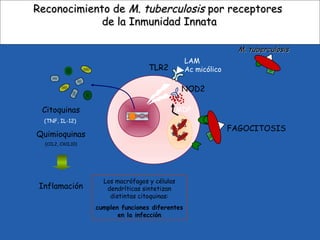 M. tuberculosisM. tuberculosis
Reconocimiento deReconocimiento de M. tuberculosisM. tuberculosis por receptorespor receptores
de la Inmunidad Innatade la Inmunidad Innata
FAGOCITOSIS
Citoquinas
(TNF, IL-12)
Quimioquinas
(CCL2, CXCL10)
Inflamación
TLR2
LAM
Ac micólico
NOD2
Los macrófagos y células
dendríticas sintetizan
distintas citoquinas:
cumplen funciones diferentes
en la infección
MDP
 