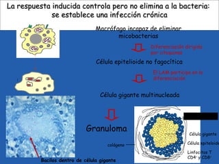 Macrófago incapaz de eliminar
micobacterias
Célula epitelioide no fagocítica
Célula gigante multinucleada
Diferenciación dirigida
por citoquinas
Célula epiteloide
Célula gigante
Linfocitos T
CD4+
y CD8+
colágeno
Granuloma
M. tuberculosis
Bacilos dentro de célula gigante
LaLa respuesta inducida controla pero no elimina a la bacteria:respuesta inducida controla pero no elimina a la bacteria:
se establece una infección crónicase establece una infección crónica
El LAM participa en la
diferenciación
 