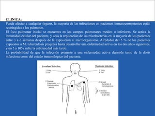 CLINICA:
Puede afectar a cualquier órgano, la mayoría de las infecciones en pacientes inmunocompetentes están
restringidas a los pulmones.
El foco pulmonar inicial se encuentra en los campos pulmonares medios o inferiores. Se activa la
inmunidad celular del paciente, y cesa la replicación de las micobacterias en la mayoría de los pacientes
entre 3 a 6 semanas después de la exposición al microorganismo. Alrededor del 5 % de los pacientes
expuestos a M. tuberculosis progresa hasta desarrollar una enfermedad activa en los dos años siguientes,
y un 5 a 10% sufre la enfermedad más tarde.
La probabilidad de que la infección progrese a una enfermedad activa depende tanto de la dosis
infecciosa como del estado inmunológico del paciente.
 