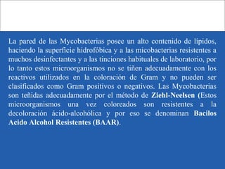 La pared de las Mycobacterias posee un alto contenido de lípidos,
haciendo la superficie hidrofóbica y a las micobacterias resistentes a
muchos desinfectantes y a las tinciones habituales de laboratorio, por
lo tanto estos microorganismos no se tiñen adecuadamente con los
reactivos utilizados en la coloración de Gram y no pueden ser
clasificados como Gram positivos o negativos. Las Mycobacterias
son teñidas adecuadamente por el método de Ziehl-Neelsen (Estos
microorganismos una vez coloreados son resistentes a la
decoloración ácido-alcohólica y por eso se denominan Bacilos
Acido Alcohol Resistentes (BAAR).
 