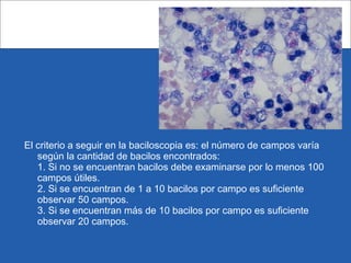 El criterio a seguir en la baciloscopia es: el número de campos varía
según la cantidad de bacilos encontrados:
1. Si no se encuentran bacilos debe examinarse por lo menos 100
campos útiles.
2. Si se encuentran de 1 a 10 bacilos por campo es suficiente
observar 50 campos.
3. Si se encuentran más de 10 bacilos por campo es suficiente
observar 20 campos.
 
