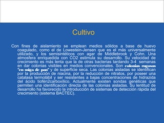 Cultivo
Con fines de aislamiento se emplean medios sólidos a base de huevo
coagulado, como el de Lowestein-Jensen que es el más universalmente
utilizado, y los semisintéticos con agar de Middlebrook y Cohn. Una
atmosfera enriquedida con CO2 estimula su desarrollo. Su velocidad de
crecimiento es más lenta que la de otras bacterias tardando 3-4  semanas
en dar colonias visibles en medios convencionales. Son colonias rugosas
"en miga de pan" y de superficie seca. Las colonias aisladas se identifican
por la producción de niacina, por la reducción de nitratos, por poseer una
catalasa termolábil y ser resistentes a bajas concentraciones de hidrazida
del ácido tiofén2carboxílico. Actualmente existen sondas genéticas que
permiten una identificación directa de las colonias aisladas. Su lentitud de
desarrollo ha favorecido la introducción de sistemas de detección rápida del
crecimiento (sistema BACTEC).
 