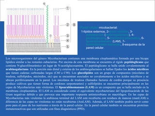 Los microorganismos del género Mycobacterium contienen una membrana citoplasmática formada por una bicapa
lipídica similar a las restantes eubacterias. Por encima de esta membrana se encuentra el rígido peptidoglicano que
contiene N-glucolilmurámico en lugar de N-acetilglucosamina. El peptidoglicano se halla unido covalentemente al
arabinogalactano. En la porción más distal y externa de los arabinogalactanos se hallan fijados los ácidos micólicos
que tienen cadenas carbonadas largas (C60 a C90). Los glucolípidos son un grupo de compuestos (micolatos de
trealosa, sulfolípidos, micósidos, etc) que se encuentran asociados no covalentemente a los ácidos micólicos y se
ubican periféricamente en la pared. Los micolatos de trealosa (llamados factores de cordón porque su presencia
produce cultivos que tienen forma de cordones serpenteantes) y sulfolípidos se encuentran principalmente en las
cepas de Mycobacterias más virulentas. El lipoarabinomanano (LAM) es un compuesto que se halla anclado en la
membrana citoplasmática. El LAM es considerado como el equivalente mycobacteriano del lipopolisacárido de las
Gram negativas debido a que provoca una importante respuesta antimicrobiana en macrófagos. En las cepas de
Mycobacterias más virulentas la arabinosa terminal del LAM está recubierta con residuos de manosa (manLAM) a
diferencia de las cepas no virulentas no están recubiertas (AraLAM). Además, el LAM también podría servir como
poro para el paso de los nutrientes a través de la pared celular. En la pared celular también se encuentran proteínas
inmunoreactivas que son utilizadas con fines diagnósticos (PPD).
Pared celular micobacterial:
1-lípidos externos, 2-ácido micólico, 3-
polisacáridos (arabinogalactano), 4-
peptidoglicano, 5-membrana plasmática, 6-
lipoarabinomanano (LAM), 7-
fosfatidilinositol manosido, 8-esquema de la
pared celular.
 