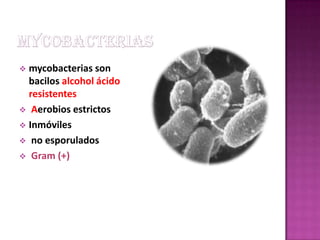  mycobacterias son
  bacilos alcohol ácido
  resistentes
 Aerobios estrictos
 Inmóviles
 no esporulados
 Gram (+) aun...