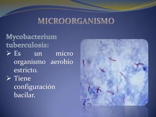  Es     un     micro
  organismo aerobio
  estricto.
 Tiene
  configuración
  bacilar.
 