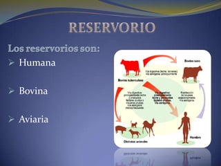  Humana


 Bovina


 Aviaria
 