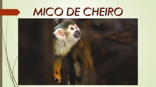 MICO DE CHEIROMICO DE CHEIRO
 