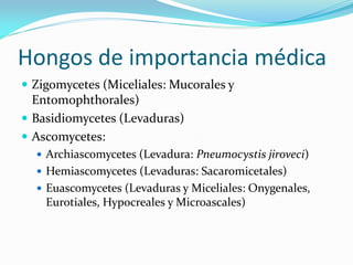 Hongos de importancia médica 
Zigomycetes (Miceliales: Mucorales y Entomophthorales) 
Basidiomycetes (Levaduras) 
Ascomycetes: 
Archiascomycetes (Levadura: Pneumocystis jiroveci) 
Hemiascomycetes (Levaduras: Sacaromicetales) 
Euascomycetes (Levaduras y Miceliales: Onygenales, Eurotiales, Hypocreales y Microascales)  