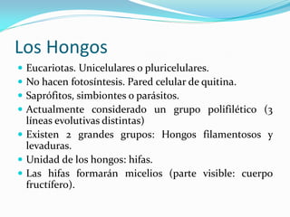 Los Hongos 
Eucariotas. Unicelulares o pluricelulares. 
No hacen fotosíntesis. Pared celular de quitina. 
Saprófitos, simbiontes o parásitos. 
Actualmente considerado un grupo polifilético (3 líneas evolutivas distintas) 
Existen 2 grandes grupos: Hongos filamentosos y levaduras. 
Unidad de los hongos: hifas. 
Las hifas formarán micelios (parte visible: cuerpo fructífero).  