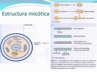 Estructura micótica  
