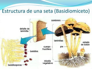 Estructura de una seta (Basidiomiceto)  