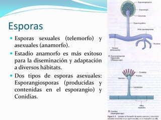 Esporas 
Esporas sexuales (telemorfo) y asexuales (anamorfo). 
Estadío anamorfo es más exitoso para la diseminación y adaptación a diversos hábitats. 
Dos tipos de esporas asexuales: Esporangiosporas (producidas y contenidas en el esporangio) y Conidias.  