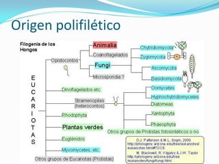 Origen polifilético  
