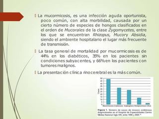 🠶 La mucormicosis, es una infección aguda oportunista,
poco común, con alta morbilidad, causada por un
cierto número de especies de hongos clasificados en
el orden de Mucorales de la clase Zygomycetes, entre
los que se encuentran Rhizopus, Mucory Absidia,
siendo el ambiente hospitalario el lugar más frecuente
de transmisión.
🠶 La tasa general de mortalidad por mucormicosis es de
44% en los diabéticos, 35% en los pacientes sin
condiciones subyacentes, y 66%en los pacientes con
tumores malignos.
🠶 La presentación clínica rinocerebral es la más común.
 