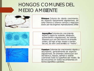 HONGOS COMUNES DEL
MEDIO AMBIENTE
Rhizopus Colonia de rápido crecimiento,
de aspecto típicamente algodonoso, de
color blanco o blanco ceniza o negruzco
dado por los órganos reproductores (hifas
AspergillusColoniasde crecimiento
rápido y aspecto variable, afelpado,
pulverulento o algodonoso, de colores
diversos que van del blanco al amarillo
pálido, del rojo al rojo vinoso o marrón
oscuro, de olor característico a “moho”.
Fusarium Colonias de crecimiento rápido y
abundante, generalmente de aspecto
algodonoso, de diversos coloresque van
del blanco, rosado, salmón o violeta
cubriendo toda la superficie del medio. Se
les encuentra en todos los ambientes en
forma saprófita o parásita.
 
