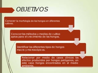 OBJETIVOS
Conocer la morfología de los hongos en diferentes
cultivos.
Conocerlos métodos y medios de cultivo
aptos para el crecimiento de los hongos.
Identificar los diferentes tipos de hongos
macro y microscópicos.
Relacionar por medio de casos clínicos los
efectos producidos por hongos patógenos, en
este caso hongos encontrados en el medio
ambiente.
 