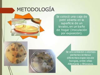 METODOLOGÍA
Se colocó una caja de
petri abierta en la
superficie de un
lavabo, en un baño
de hogar (inoculación
por exposición).
Se encontraron colonias
pertenecientesa
diferentesespeciesde
hongos, entre ellas
Alternaria y Rhizopus.
 