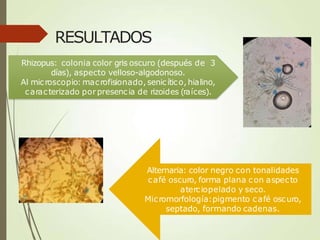 RESULTADOS
Rhizopus: colonia color gris oscuro (después de 3
días), aspecto velloso-algodonoso.
Al microscopio: macrofisionado,senicítico,hialino,
caracterizado porpresencia de rizoides (raíces).
Alternaria: color negro con tonalidades
café oscuro, forma plana con aspecto
aterciopelado y seco.
Micromorfología:pigmento café oscuro,
septado, formando cadenas.
 