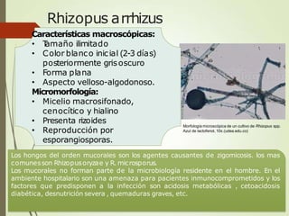 Rhizopus arrhizus
Morfología microscópica de un cultivo de Rhizopus spp.
Azul de lactofenol, 10x.(udea.edu.co)
Los hongos del orden mucorales son los agentes causantes de zigomicosis. los mas
comunesson Rhizopusoryzae y R. microsporus.
Los mucorales no forman parte de la microbiología residente en el hombre. En el
ambiente hospitalario son una amenaza para pacientes inmunocomprometidos y los
factores que predisponen a la infección son acidosis metabólicas , cetoacidosis
diabética, desnutrición severa , quemaduras graves, etc.
Características macroscópicas:
• T
amaño ilimitado
• Color blanco inicial (2-3 días)
posteriormente grisoscuro
• Forma plana
• Aspecto velloso-algodonoso.
Micromorfología:
• Micelio macrosifonado,
cenocítico y hialino
• Presenta rizoides
• Reproducción por
esporangiosporas.
 