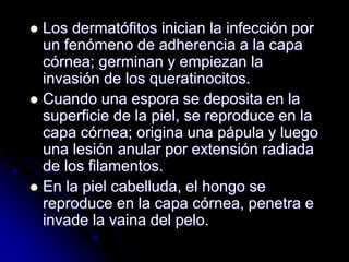  Los dermatófitos inician la infección por 
un fenómeno de adherencia a la capa 
córnea; germinan y empiezan la 
invasión de los queratinocitos. 
 Cuando una espora se deposita en la 
superficie de la piel, se reproduce en la 
capa córnea; origina una pápula y luego 
una lesión anular por extensión radiada 
de los filamentos. 
 En la piel cabelluda, el hongo se 
reproduce en la capa córnea, penetra e 
invade la vaina del pelo. 
 
