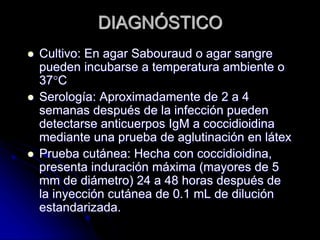 DIAGNÓSTICO 
 Cultivo: En agar Sabouraud o agar sangre 
pueden incubarse a temperatura ambiente o 
37°C 
 Serología: Aproximadamente de 2 a 4 
semanas después de la infección pueden 
detectarse anticuerpos IgM a coccidioidina 
mediante una prueba de aglutinación en látex 
 Prueba cutánea: Hecha con coccidioidina, 
presenta induración máxima (mayores de 5 
mm de diámetro) 24 a 48 horas después de 
la inyección cutánea de 0.1 mL de dilución 
estandarizada. 
 