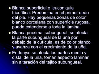  Blanca superficial o leuconiquia 
tricofítica: Predomina en el primer dedo 
del pie. Hay pequeñas zonas de color 
blanco porcelana con superficie rugosa, 
puede extenderse a toda la lámina. 
 Blanca proximal subungueal: se afecta 
la parte subungueal de la uña por 
debajo de la cutícula, es de color blanco 
y avanza con el crecimiento de la uña. 
 Endonyx: se afecta las partes media y 
distal de la uña, toman aspecto laminar 
sin alteración del tejido subungueal. 
 
