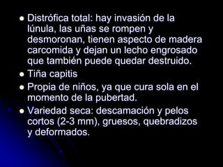  Distrófica total: hay invasión de la 
lúnula, las uñas se rompen y 
desmoronan, tienen aspecto de madera 
carcomida y dejan un lecho engrosado 
que también puede quedar destruido. 
 Tiña capitis 
 Propia de niños, ya que cura sola en el 
momento de la pubertad. 
 Variedad seca: descamación y pelos 
cortos (2-3 mm), gruesos, quebradizos 
y deformados. 
 