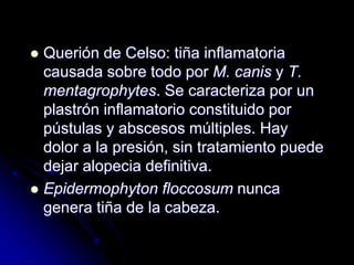  Querión de Celso: tiña inflamatoria 
causada sobre todo por M. canis y T. 
mentagrophytes. Se caracteriza por un 
plastrón inflamatorio constituido por 
pústulas y abscesos múltiples. Hay 
dolor a la presión, sin tratamiento puede 
dejar alopecia definitiva. 
 Epidermophyton floccosum nunca 
genera tiña de la cabeza. 
 