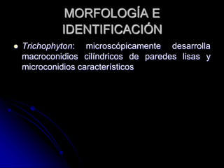 MORFOLOGÍA E 
IDENTIFICACIÓN 
 Trichophyton: microscópicamente desarrolla 
macroconidios cilíndricos de paredes lisas y 
microconidios característicos 
 