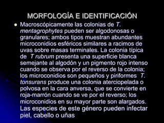 MORFOLOGÍA E IDENTIFICACIÓN 
 Macroscópicamente las colonias de T. 
mentagrophytes pueden ser algodonosas o 
granulares; ambos tipos muestran abundantes 
microconidios esféricos similares a racimos de 
uvas sobre masas terminales. La colonia típica 
de T rubrum presenta una superficie blanca 
semejante al algodón y un pigmento rojo intenso 
cuando se observa por el reverso de la colonia; 
los microconidios son pequeños y piriformes T. 
tonsurans produce una colonia aterciopelada o 
polvosa en la cara anversa, que se convierte en 
roja-marrón cuando se ve por el reverso; los 
microconidios en su mayor parte son alargados. 
Las especies de este género pueden infectar 
piel, cabello o uñas 
 