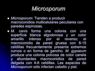 Microsporum 
 Microsporum: Tienden a producir 
macroconidios multicelulares peculiares con 
paredes espinosas. 
 M. canis forma una colonia con una 
superficie blanca algodonosa y un color 
amarillo intenso por el reverso; el 
macroconidio de pared gruesa con 8-15 
celdillas frecuentemente presenta extremos 
curvos o en forma de gancho. M. gypseum 
produce una colonia polvosa de color canela 
y abundantes macroconidios de pared 
delgada con 4-6 celdillas. Las especies de 
Microsporum sólo infectan cabello y piel. 
 