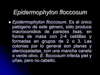 Epidermophyton floccosum 
 Epidermophyton floccosum. Es el único 
patógeno de este género, sólo produce 
macroconidios de paredes lisas, en 
forma de masa con 2-4 celdillas y 
formadas en grupos de 2 o 3. Las 
colonias por lo general son planas y 
aterciopeladas, con una mancha canela 
o verde olivo. E. floccosum infecta piel y 
uñas, pero no cabello. 
 