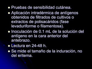  Pruebas de sensibilidad cutánea. 
 Aplicación intradérmica de antígenos 
obtenidos de filtrados de cultivos o 
extractos de polisacáridos (fase 
levaduriforme o filamentosa). 
 Inoculación de 0.1 mL de la solución del 
antígeno en la cara anterior del 
antebrazo. 
 Lectura en 24-48 h. 
 Se mide el tamaño de la induración, no 
del eritema. 
 