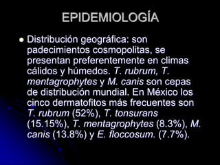 EPIDEMIOLOGÍA 
 Distribución geográfica: son 
padecimientos cosmopolitas, se 
presentan preferentemente en climas 
cálidos y húmedos. T. rubrum, T. 
mentagrophytes y M. canis son cepas 
de distribución mundial. En México los 
cinco dermatofitos más frecuentes son 
T. rubrum (52%), T. tonsurans 
(15.15%), T. mentagrophytes (8.3%), M. 
canis (13.8%) y E. floccosum. (7.7%). 
 