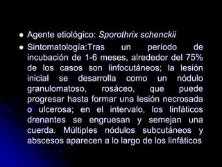 Agente etiológico: Sporothrix schenckii 
 Sintomatología:Tras un período de 
incubación de 1-6 meses, alrededor del 75% 
de los casos son linfocutáneos; la lesión 
inicial se desarrolla como un nódulo 
granulomatoso, rosáceo, que puede 
progresar hasta formar una lesión necrosada 
o ulcerosa; en el intervalo, los linfáticos 
drenantes se engruesan y semejan una 
cuerda. Múltiples nódulos subcutáneos y 
abscesos aparecen a lo largo de los linfáticos 
 