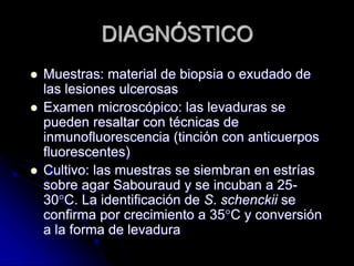 DIAGNÓSTICO 
 Muestras: material de biopsia o exudado de 
las lesiones ulcerosas 
 Examen microscópico: las levaduras se 
pueden resaltar con técnicas de 
inmunofluorescencia (tinción con anticuerpos 
fluorescentes) 
 Cultivo: las muestras se siembran en estrías 
sobre agar Sabouraud y se incuban a 25- 
30°C. La identificación de S. schenckii se 
confirma por crecimiento a 35°C y conversión 
a la forma de levadura 
 