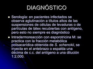 DIAGNÓSTICO 
 Serología: en pacientes infectados se 
observa aglutinación a títulos altos de las 
suspensiones de células de levaduras o de 
partículas de látex recubiertas con antígeno, 
pero esto no siempre es diagnóstico 
 Intradermoreacción con esporotricina M: se 
practica con la fracción metabólica 
polisacarídica obtenida de S. schenckii, se 
inyecta en el antebrazo o espalda una 
décima de c.c. del antígeno a una dilución 
1:2,000. 
 