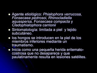  Agente etiológico: Phialophora verrucosa, 
Fonsecaea pedrosoi, Rhinocladiella 
aquaspersa, Fonsecaea compacta y 
Cladophialophora carrionii 
 Sintomatología: limitada a piel y tejido 
subcutáneo. 
 los hongos se introducen en la piel de los 
miembros inferiores mediante un 
traumatismo. 
 Inicia como una pequeña herida eritemato-costrosa 
que no desaparece y que 
paulatinamente resulta en lesiones satélites. 
 