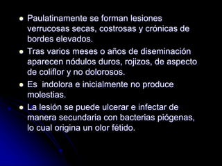  Paulatinamente se forman lesiones 
verrucosas secas, costrosas y crónicas de 
bordes elevados. 
 Tras varios meses o años de diseminación 
aparecen nódulos duros, rojizos, de aspecto 
de coliflor y no dolorosos. 
 Es indolora e inicialmente no produce 
molestias. 
 La lesión se puede ulcerar e infectar de 
manera secundaria con bacterias piógenas, 
lo cual origina un olor fétido. 
 