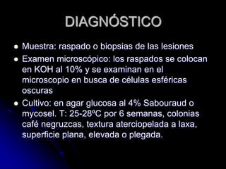 DIAGNÓSTICO 
 Muestra: raspado o biopsias de las lesiones 
 Examen microscópico: los raspados se colocan 
en KOH al 10% y se examinan en el 
microscopio en busca de células esféricas 
oscuras 
 Cultivo: en agar glucosa al 4% Sabouraud o 
mycosel. T: 25-28ºC por 6 semanas, colonias 
café negruzcas, textura aterciopelada a laxa, 
superficie plana, elevada o plegada. 
 