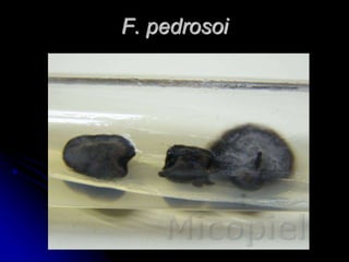 F. pedrosoi 
 