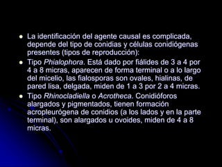  La identificación del agente causal es complicada, 
depende del tipo de conidias y células conidiógenas 
presentes (tipos de reproducción): 
 Tipo Phialophora. Está dado por fiálides de 3 a 4 por 
4 a 8 micras, aparecen de forma terminal o a lo largo 
del micelio, las fialosporas son ovales, hialinas, de 
pared lisa, delgada, miden de 1 a 3 por 2 a 4 micras. 
 Tipo Rhinocladiella o Acrotheca. Conidióforos 
alargados y pigmentados, tienen formación 
acropleurógena de conidios (a los lados y en la parte 
terminal), son alargados u ovoides, miden de 4 a 8 
micras. 
 