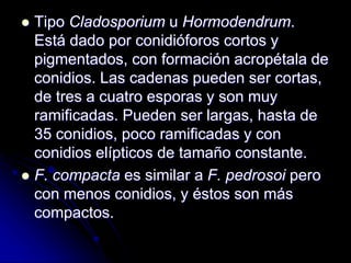  Tipo Cladosporium u Hormodendrum. 
Está dado por conidióforos cortos y 
pigmentados, con formación acropétala de 
conidios. Las cadenas pueden ser cortas, 
de tres a cuatro esporas y son muy 
ramificadas. Pueden ser largas, hasta de 
35 conidios, poco ramificadas y con 
conidios elípticos de tamaño constante. 
 F. compacta es similar a F. pedrosoi pero 
con menos conidios, y éstos son más 
compactos. 
 
