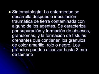  Sintomatología: La enfermedad se 
desarrolla después e inoculación 
traumática de tierra contaminada con 
alguno de los agentes. Se caracteriza 
por supuración y formación de absesos, 
granulomas, y la formación de fístulas 
drenantes que contienen los gránulos 
de color amarillo, rojo o negro. Los 
gránulos pueden alcanzar hasta 2 mm 
de tamaño 
 