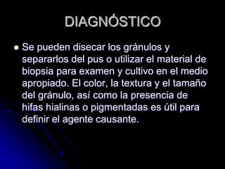 DIAGNÓSTICO 
 Se pueden disecar los gránulos y 
separarlos del pus o utilizar el material de 
biopsia para examen y cultivo en el medio 
apropiado. El color, la textura y el tamaño 
del gránulo, así como la presencia de 
hifas hialinas o pigmentadas es útil para 
definir el agente causante. 
 