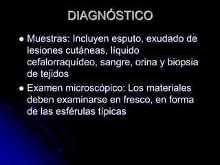 DIAGNÓSTICO 
 Muestras: Incluyen esputo, exudado de 
lesiones cutáneas, líquido 
cefalorraquídeo, sangre, orina y biopsia 
de tejidos 
 Examen microscópico: Los materiales 
deben examinarse en fresco, en forma 
de las esférulas típicas 
 