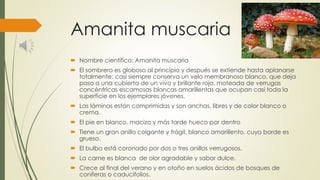 Amanita muscaria
 Nombre científico: Amanita muscaria
 El sombrero es globoso al principio y después se extiende hasta aplanarse
totalmente; casi siempre conserva un velo membranoso blanco, que deja
paso a una cubierta de un vivo y brillante rojo, moteada de verrugas
concéntricas escamosas blancas amarillentas que ocupan casi toda la
superficie en los ejemplares jóvenes.
 Las láminas están comprimidas y son anchas, libres y de color blanco o
crema.
 El pie en blanco, macizo y más tarde hueco por dentro
 Tiene un gran anillo colgante y frágil, blanco amarillento, cuyo borde es
grueso.
 El bulbo está coronado por dos o tres anillos verrugosos.
 La carne es blanca de olor agradable y sabor dulce.
 Crece al final del verano y en otoño en suelos ácidos de bosques de
coníferas o caducifolios.
 