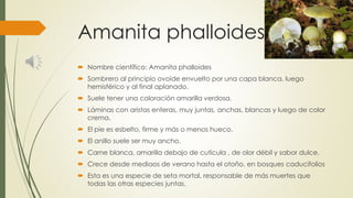 Amanita phalloides
 Nombre científico: Amanita phalloides
 Sombrero al principio ovoide envuelto por una capa blanca, luego
hemisférico y al final aplanado.
 Suele tener una coloración amarilla verdosa.
 Láminas con aristas enteras, muy juntas, anchas, blancas y luego de color
crema.
 El pie es esbelto, firme y más o menos hueco.
 El anillo suele ser muy ancho.
 Carne blanca, amarilla debajo de cutícula , de olor débil y sabor dulce.
 Crece desde mediaos de verano hasta el otoño, en bosques caducifolios
 Esta es una especie de seta mortal, responsable de más muertes que
todas las otras especies juntas.
 