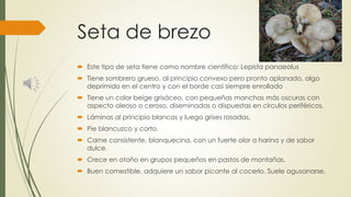 Seta de brezo
 Este tipo de seta tiene como nombre científico: Lepista panaeolus
 Tiene sombrero grueso, al principio convexo pero pronto aplanado, algo
deprimido en el centro y con el borde casi siempre enrollado
 Tiene un color beige grisáceo, con pequeñas manchas más oscuras con
aspecto oleoso o ceroso, diseminadas o dispuestas en círculos periféricos.
 Láminas al principio blancas y luego grises rosadas.
 Pie blancuzco y corto.
 Carne consistente, blanquecina, con un fuerte olor a harina y de sabor
dulce.
 Crece en otoño en grupos pequeños en pastos de montañas.
 Buen comestible, adquiere un sabor picante al cocerlo. Suele agusanarse.
 